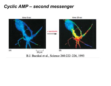 cAMP as a second messenger in nerve cells