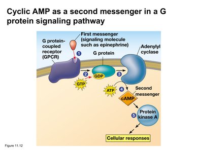 cAMP as a second messenger in a G protein signaling pathway