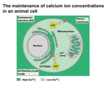 Maintenance of calcium ion concentrations in an animal cell