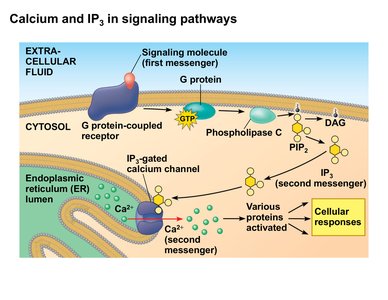 Calcium and IP3 in signaling pathways