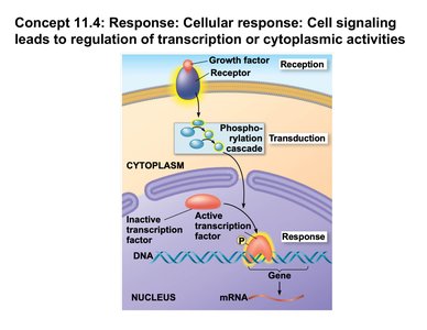 Cell signaling leads to regulation of transcription or cytoplasmic activities