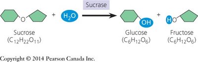 Hydrolysis of sucrose by sucrase