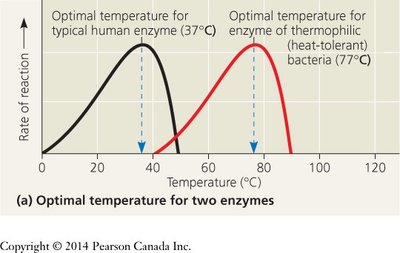 Optimal temperature for two enzymes