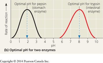 Optimal pH for two enzymes