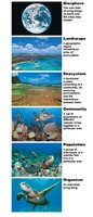 Levels of ecological organization: biosphere, landscape, ecosystem, community, population, organism