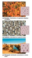 Patterns of population distribution: random, uniform, clumped
