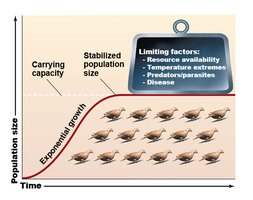 Graph of logistic growth showing carrying capacity and limiting factors