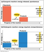 Free energy changes in exergonic and endergonic reactions