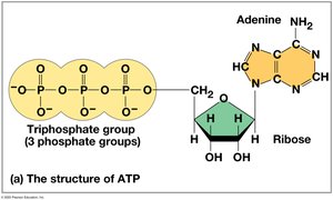 Hydrolysis of ATP