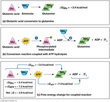How ATP drives chemical work