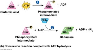 How ATP drives chemical work