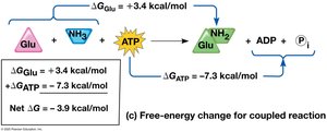 How ATP drives chemical work