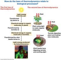 How the laws of thermodynamics relate to biological processes