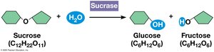 Enzyme-catalyzed hydrolysis of sucrose