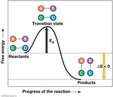 Energy profile of an exergonic reaction