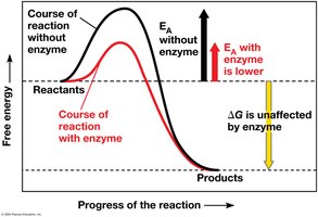 Effect of enzyme on activation energy
