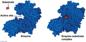 Induced fit between enzyme and substrate