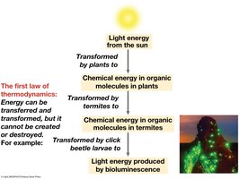 First law of thermodynamics in biological systems