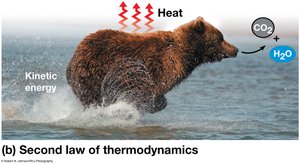 Second law of thermodynamics in a bear