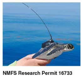 Satellite tracker on the back of a baby turtle