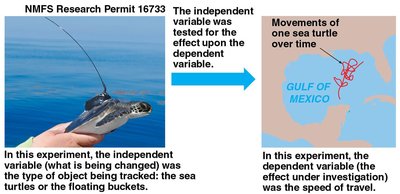 Diagram: independent vs. dependent variables in turtle experiment