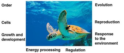 Green sea turtle displaying properties of life