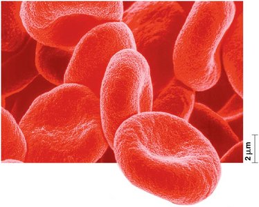Structure and function: red blood cells
