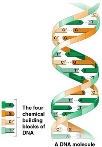 Information stored in DNA