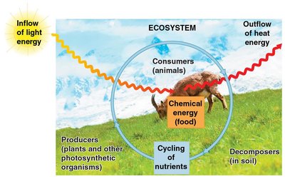 Transformations of energy and matter in an ecosystem