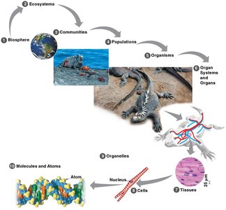 Zooming in on life: levels of biological organization