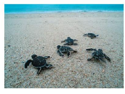 Green sea turtle hatchlings scrambling to the sea
