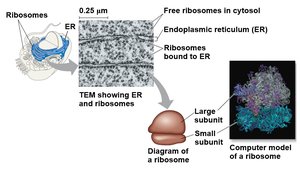Structure and types of ribosomes