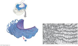 Endomembrane system and ER structure