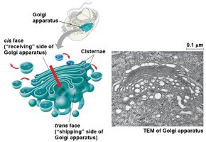 Golgi apparatus structure and function