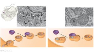 Lysosome function: phagocytosis and autophagy