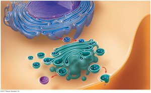 Overview of the endomembrane system
