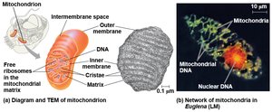 Structure of mitochondria