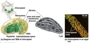Structure of chloroplasts