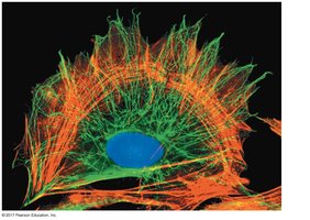 Cytoskeleton network in a cell