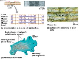 Microfilaments and cell movement