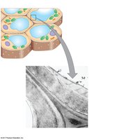 Structure of plant cell wall and plasmodesmata