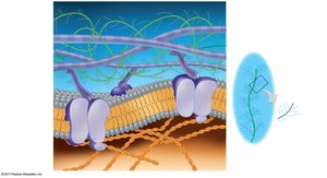 Extracellular matrix of animal cells