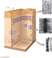 Tight junctions, desmosomes, and gap junctions