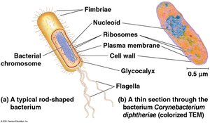 Structure of a typical prokaryotic cell
