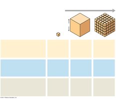 Surface area to volume ratio in cells