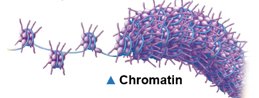 Chromatin structure