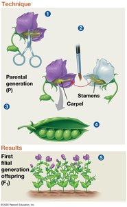 Crossing pea plants