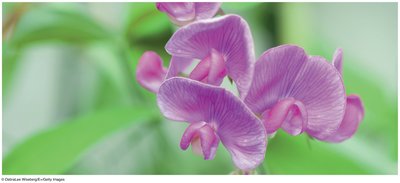 Flower color in pea plants