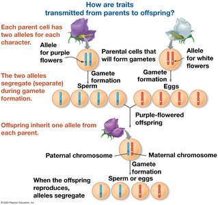 Transmission of traits from parents to offspring