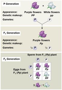 Genotype and phenotype comparison in pea plants
